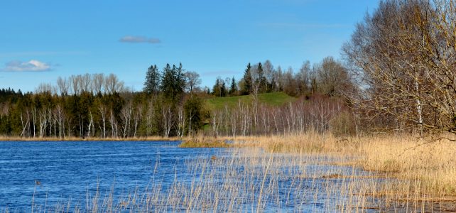 Wuhrmuehlenweiher Schilf