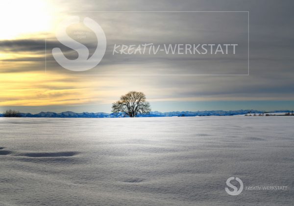 Panorama Nagelfluh + Baum