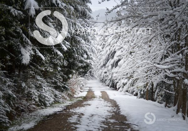 Weg+Wald am Schwarzen Grat