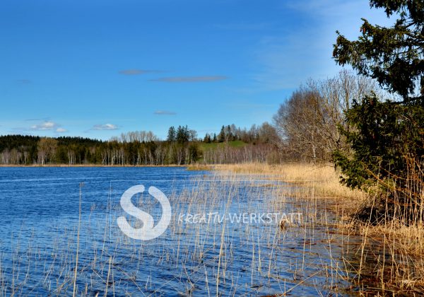Wuhrmuehlenweiher Schilf
